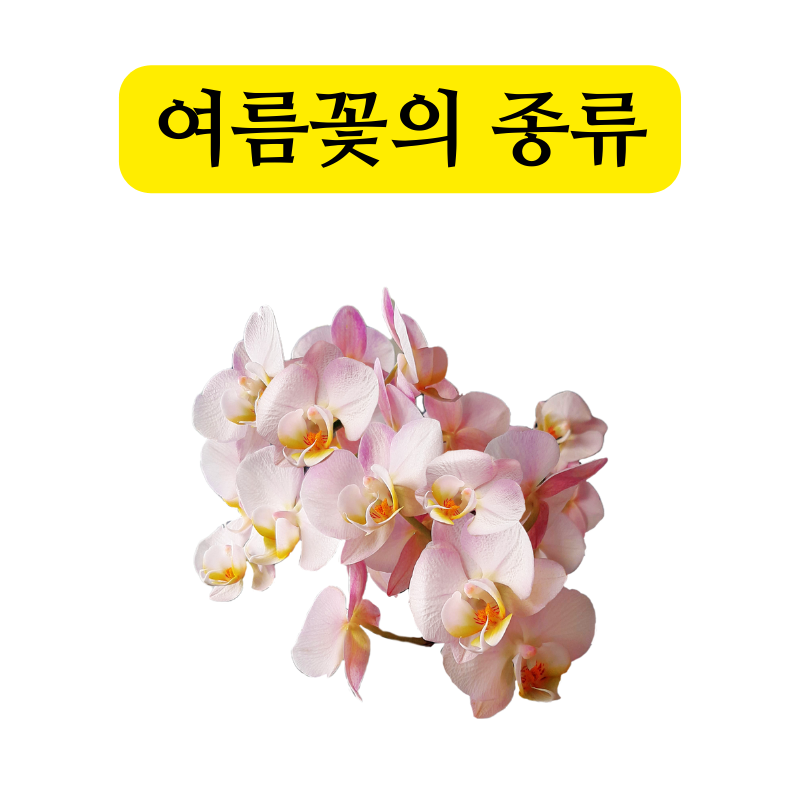 여름꽃의 종류