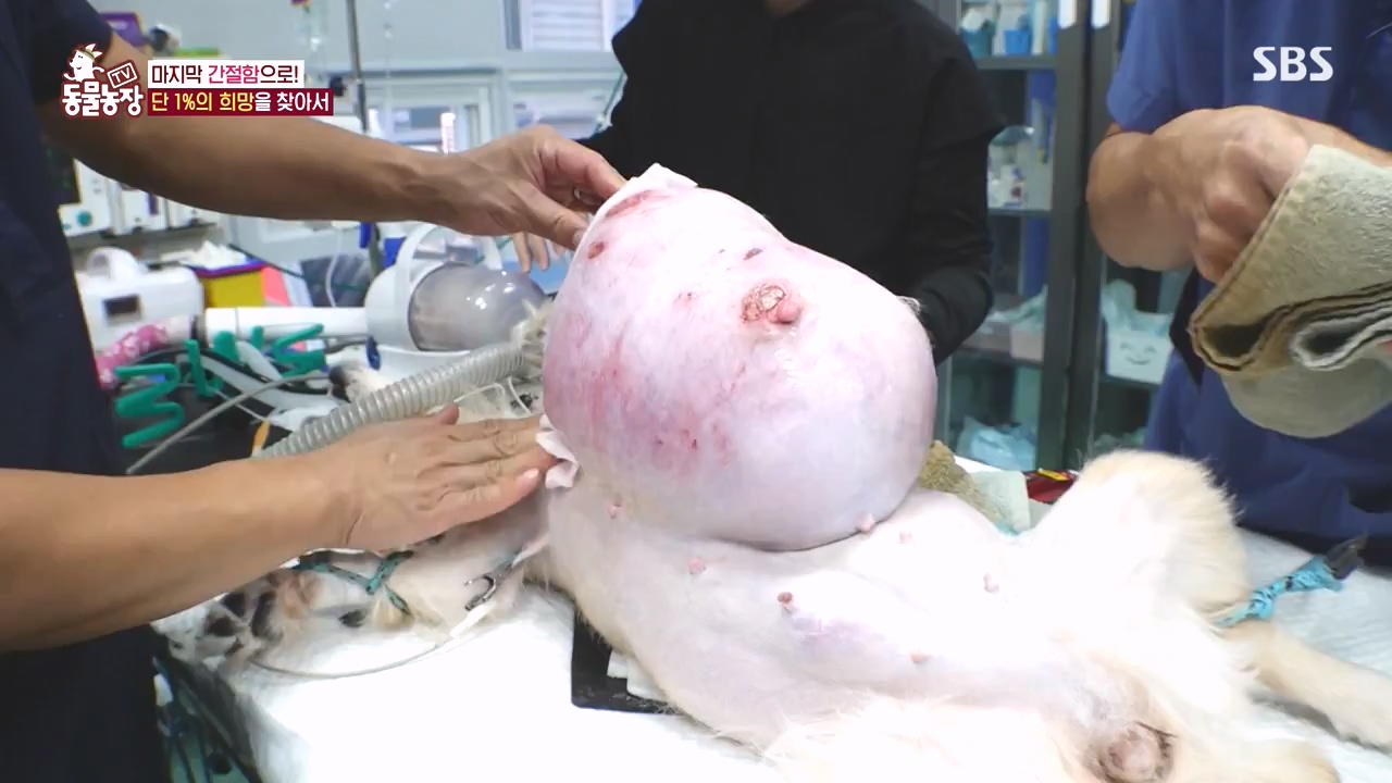 TV 동물농장.E1145.231113p-NEXT.mp4_20231112_173447.126.jpg