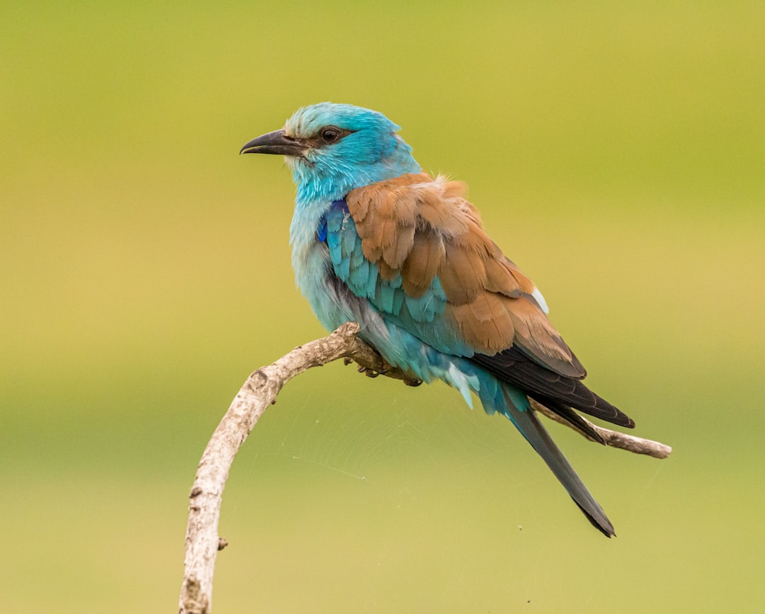 Cuckoo