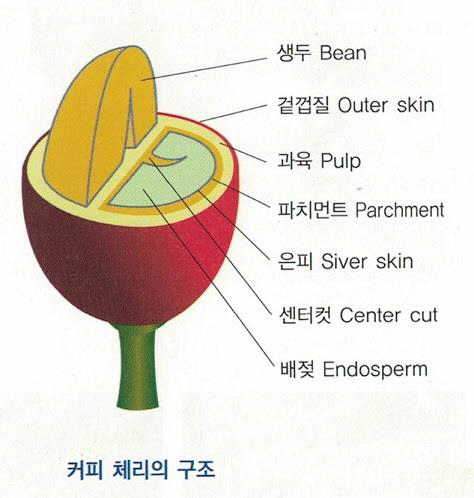 커피 체리 구조