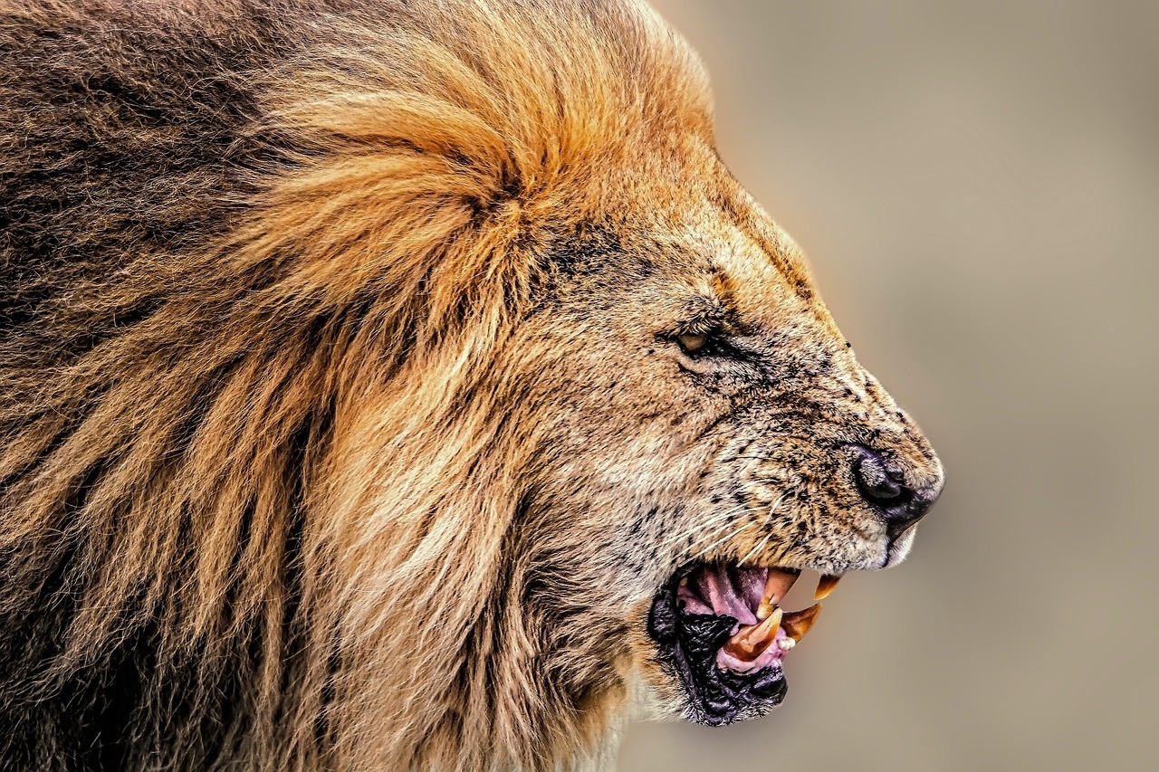 🦁 에버랜드 사파리 스페셜 투어 완벽 정리 (가격, 예약, 시간, 꿀팁까지!)