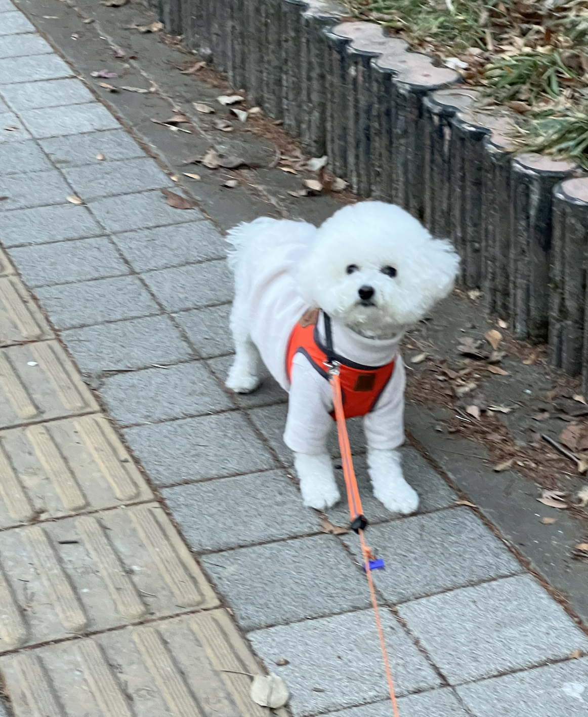  강아지 산책의 중요성과 최적의 산책 방법