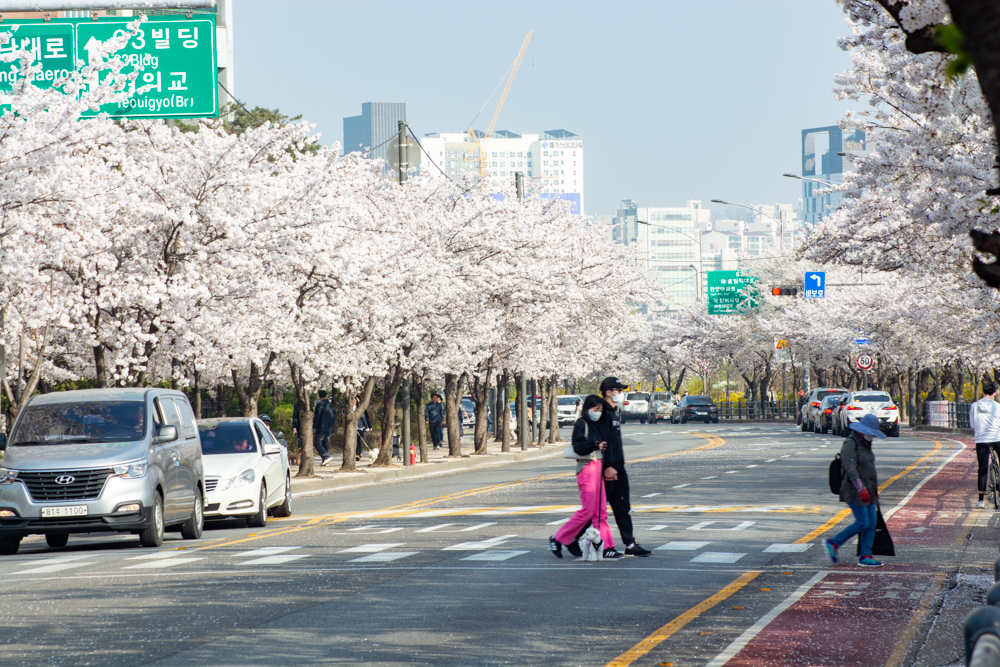 여의도 벚꽃길 중 한적한 63빌딩쪽 동쪽길