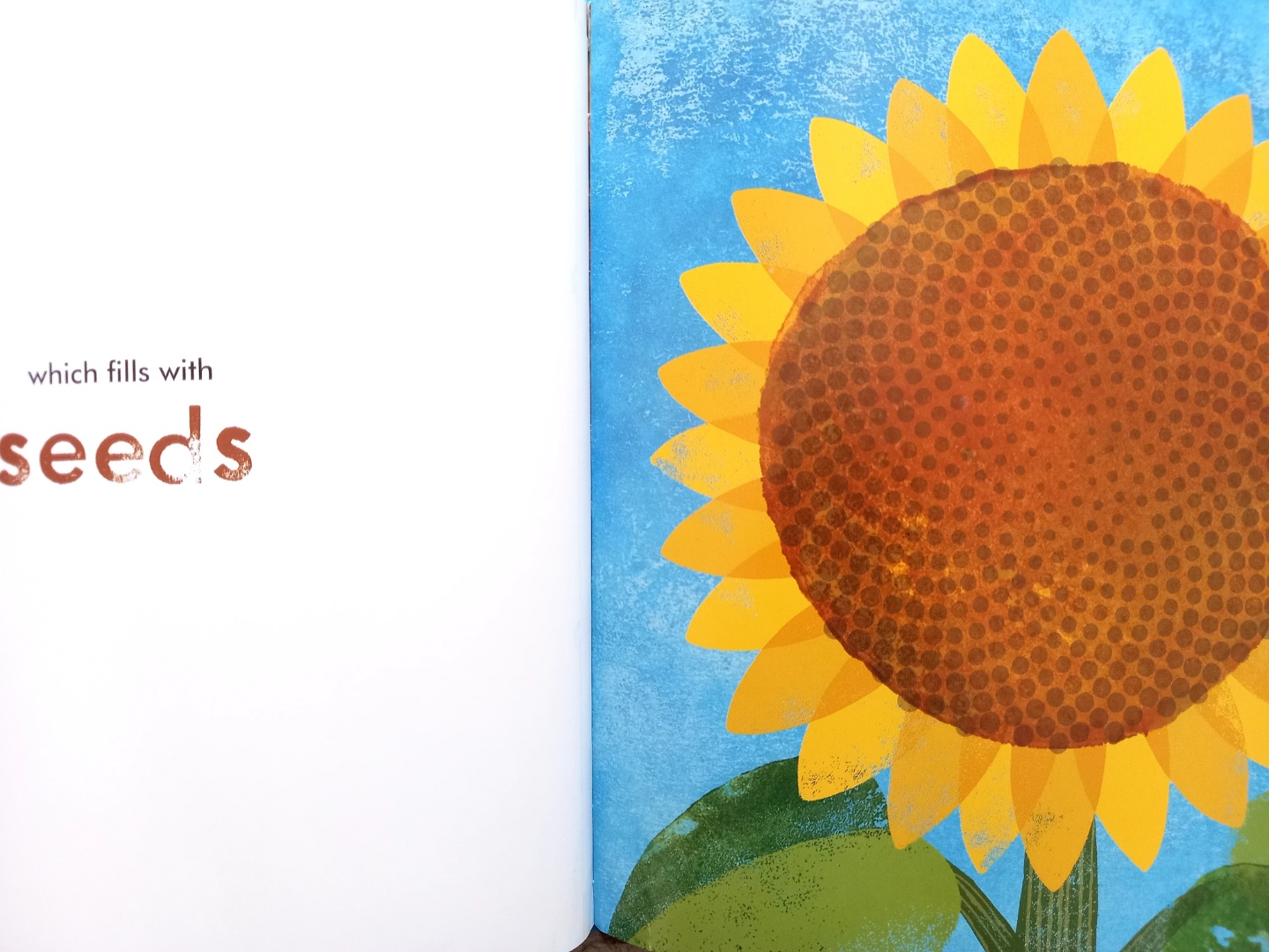 A Seed Grows by Antoinette Portis A Seed Grows by Antoinette Portis