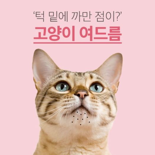  [고양이 피부 소독] 아비시니안 블루 오순이의 턱드름(턱여드름) 원인/소독 방법