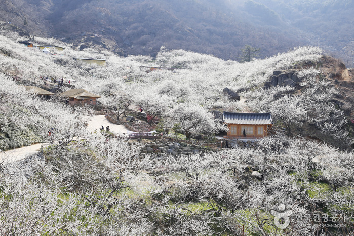 매화꽃 여행. 먹거리 (2023년 광양매화축제)