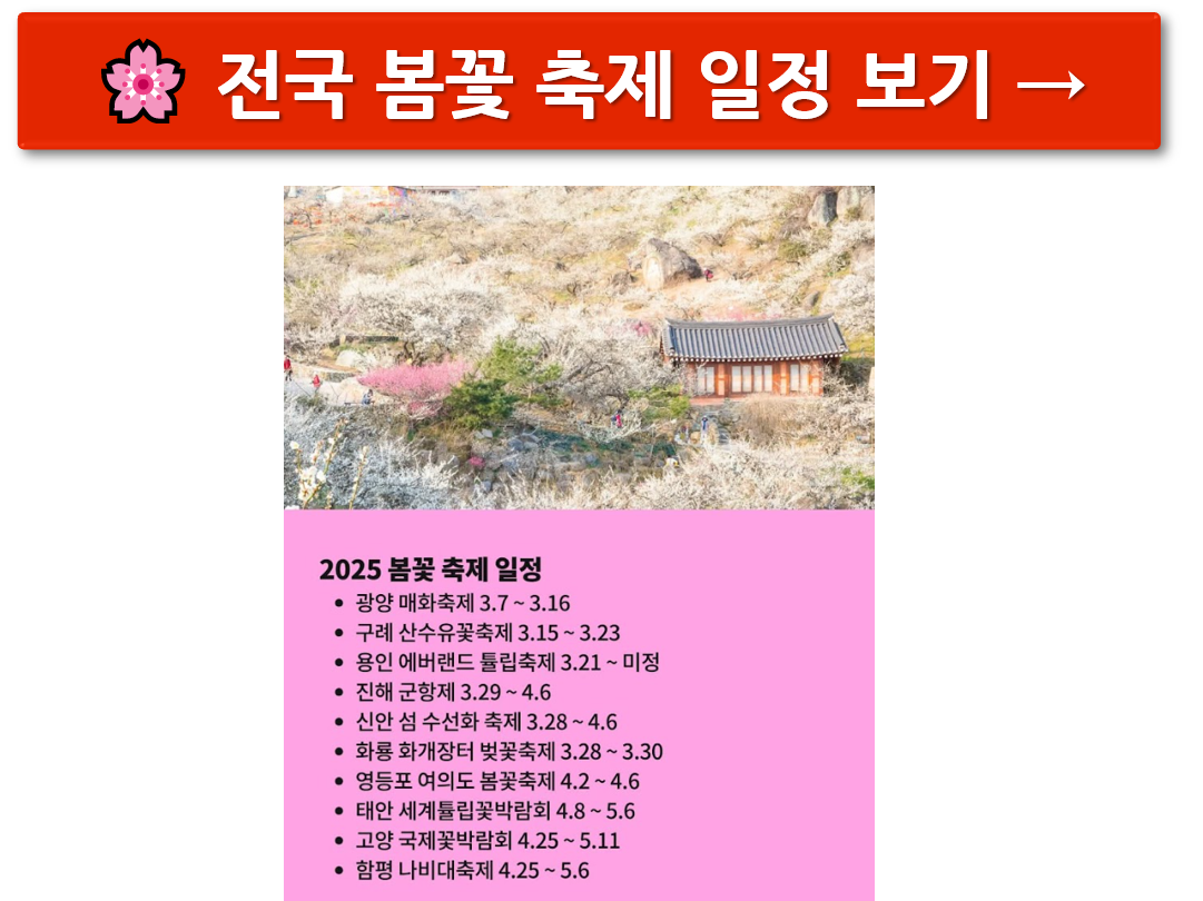 구례 산수유축제 기간 (2025년 개화시기) 안내