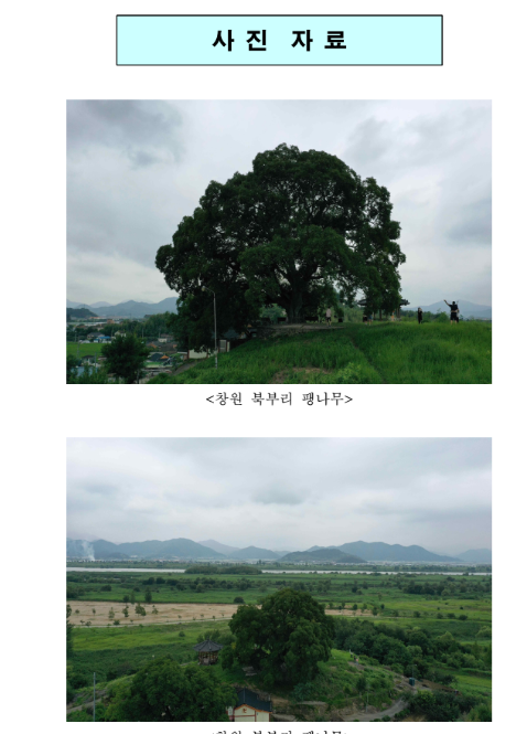  『이상한 변호사 우영우』 팽나무 실제 천연기념물 지정조사