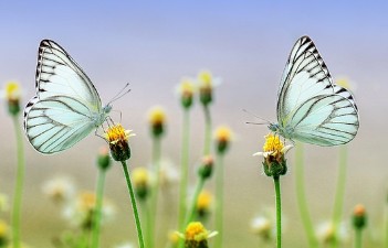 근육성장 관련 계란 단백질 효과