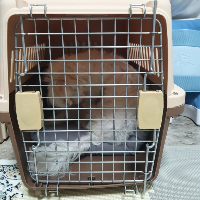 첫걸음 케널 트레이닝 강아지 분리 불안 2