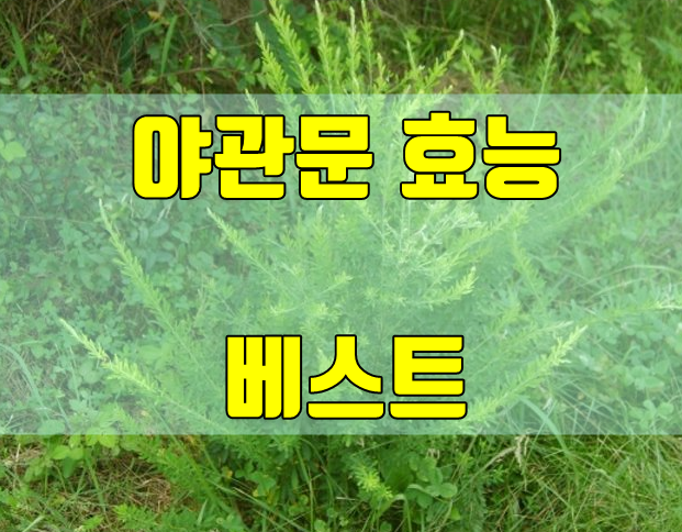  야관문 효능 베스트