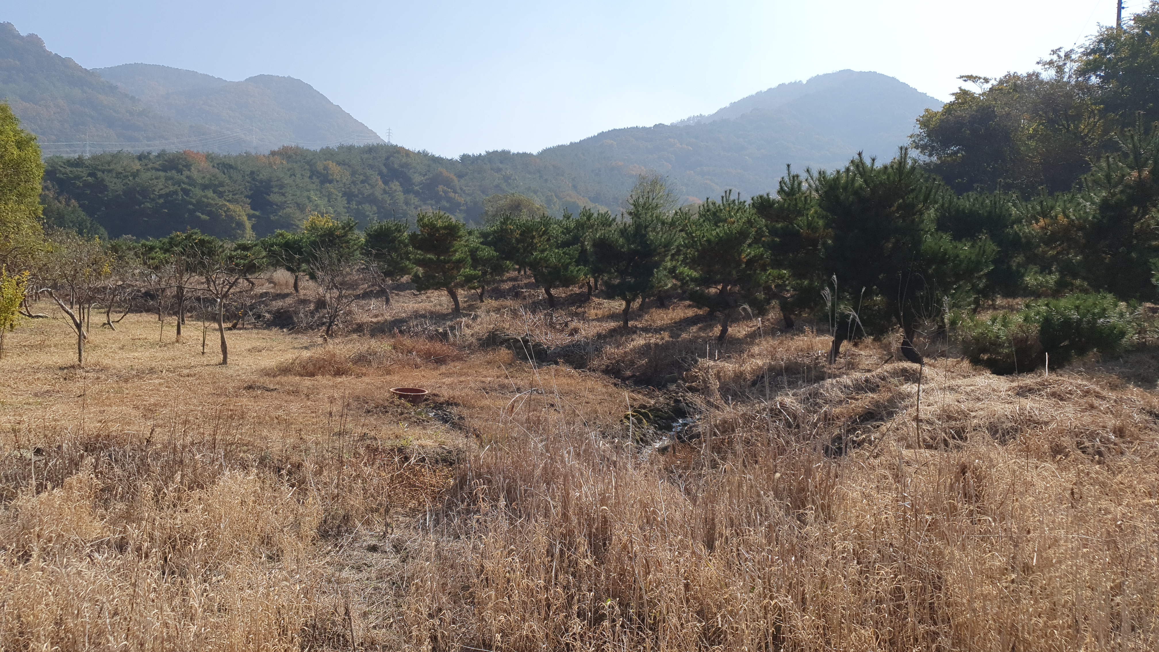  (땅나라 398번) 경남 창원 내서 중리 감천리 소재, 조경용 소나무 150여 그루 포함, 3필지 토지 일괄 매매 / 문의 055)253-6609