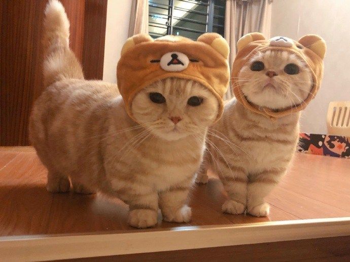 고양이 바나나 줘도 될까요?