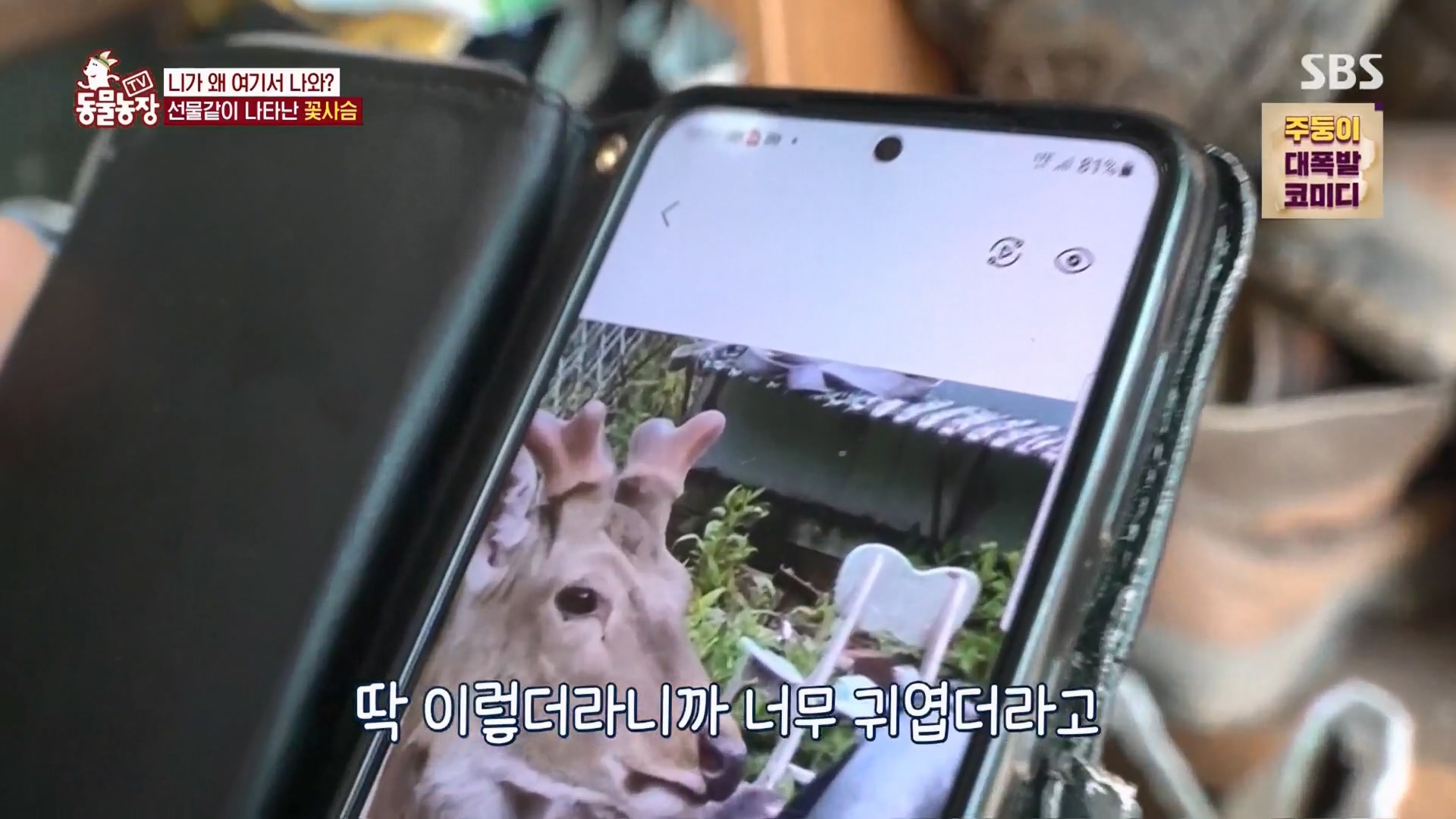 TV 동물농장.E1139.230924p.H264-F1RST.mp4_20230924_171659.375.jpg