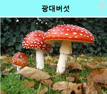  독버섯이 종류와 구분 하는 법