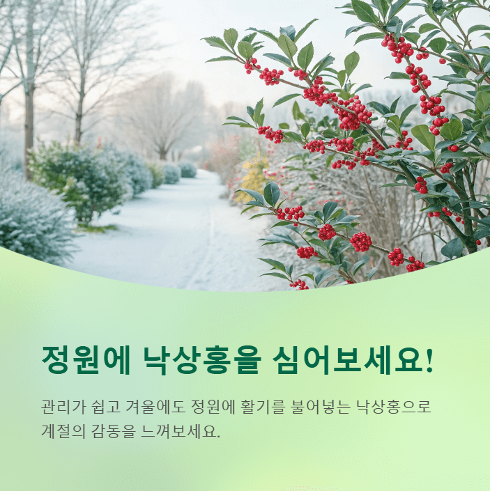 낙상홍