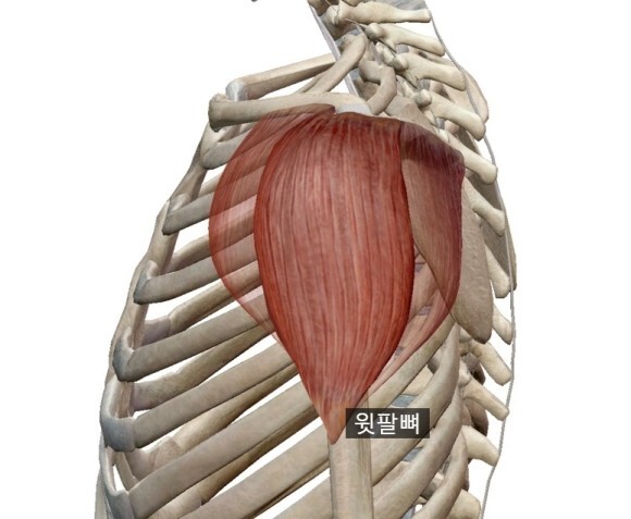 삼각근