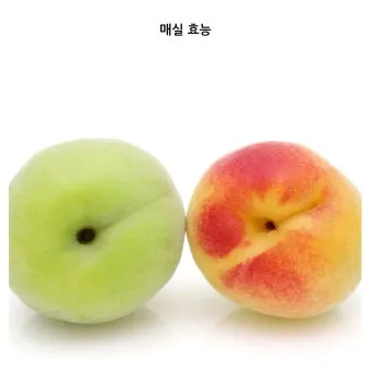 매실 수확시기_2