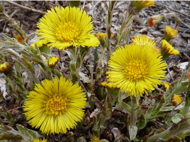  관동 (COLTSFOOT) 효능 부작용 및 올바른 섭취법 알고 가세요.