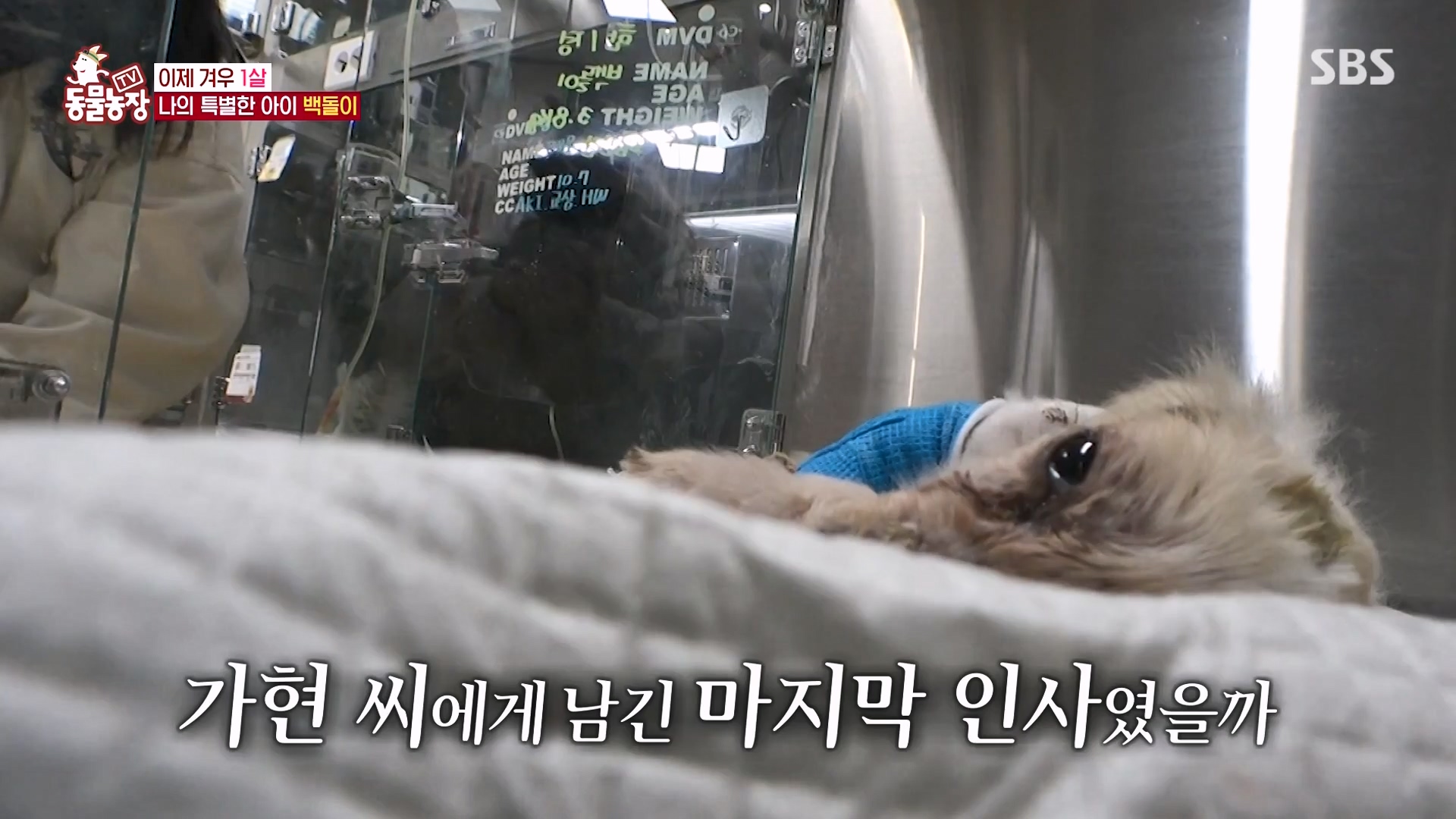 TV 동물농장.E1164.240324p-NEXT.mp4_20240324_171842.145.jpg