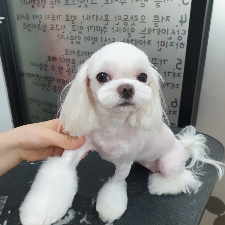 스타일 때문에 고민이시라면?! 블링펫으로~~ 강아지 미용실 10