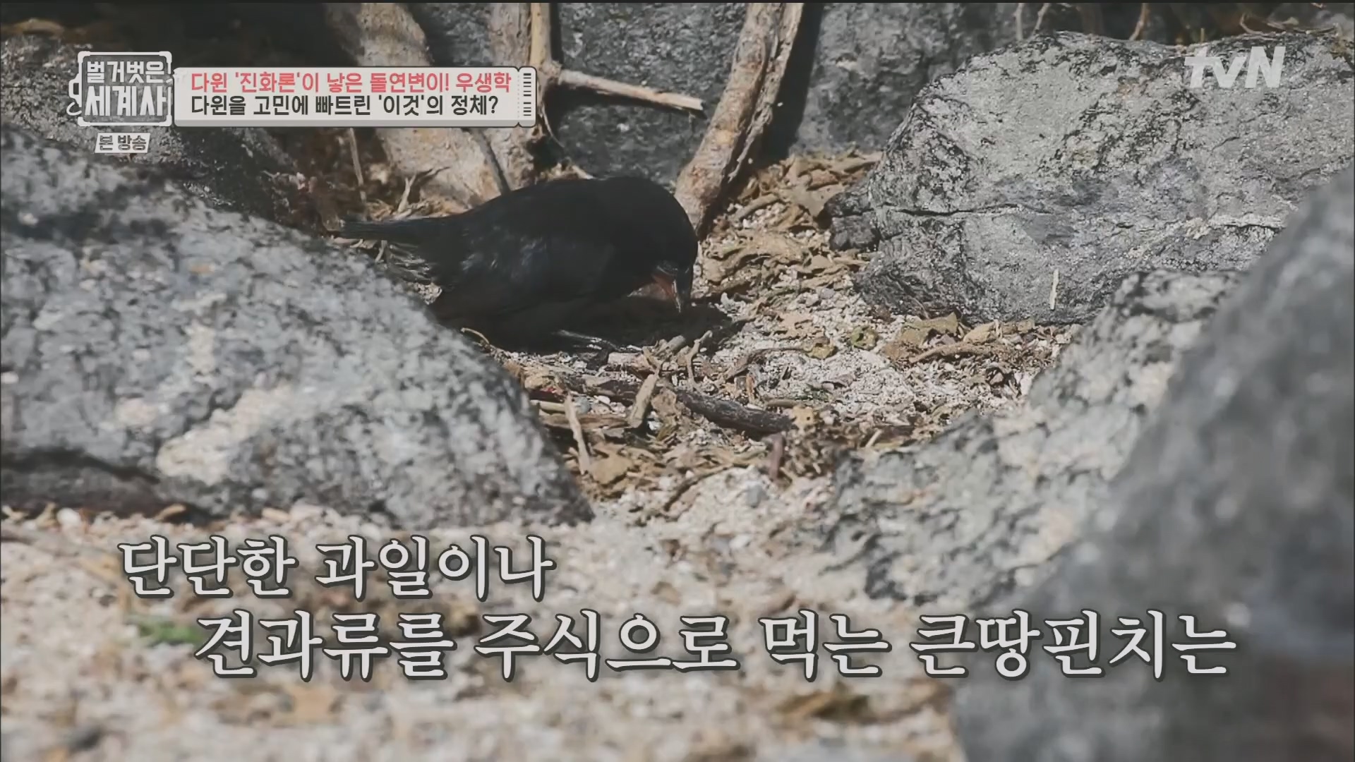 벌거벗은 세계사.E97.230502p.H264-F1RST.mp4_20231224_171024.861.jpg