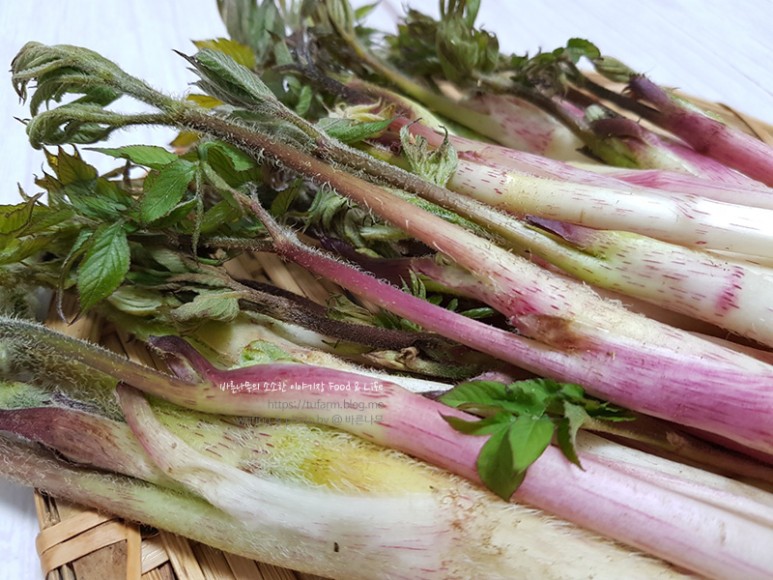 거창 대구 판매 손질 및 보관법 제철 봄나물 우도열매 - 2021년 2