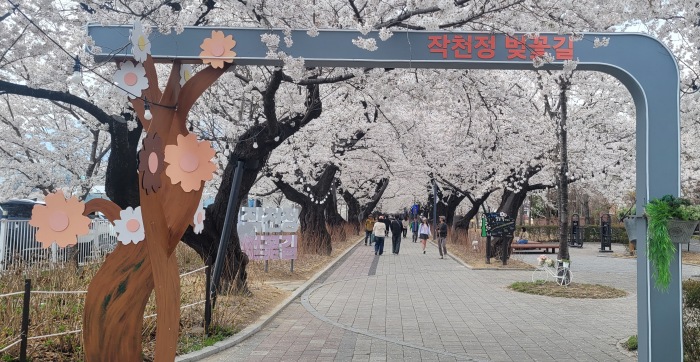 작천정 벚꽃길