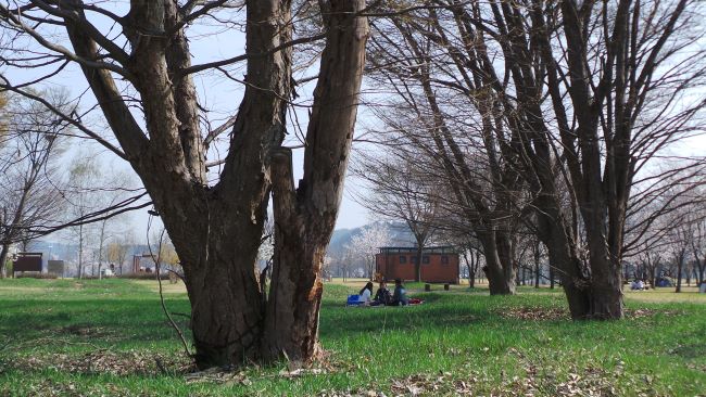 두 장의 사진에 풀밭에 고사목들&#44; 푸른 하늘&#44;