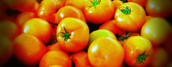 잘익은-일반-토마토-사진