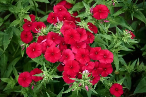 정원꾸미기 아름다운 빨간 꽃 - 후룩스