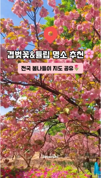 전국 겹벚꽃 명소 베스트 10 관광지_24