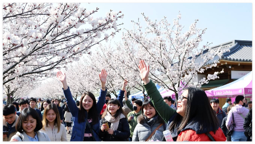 2025년 진해 벚꽃 개화시기 및 진해 군항제 축제