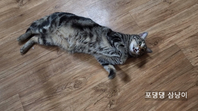 간식-달라는-건지-계속-야옹-거리는-고양이