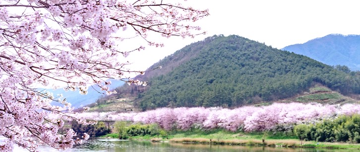 구례 벚꽃길