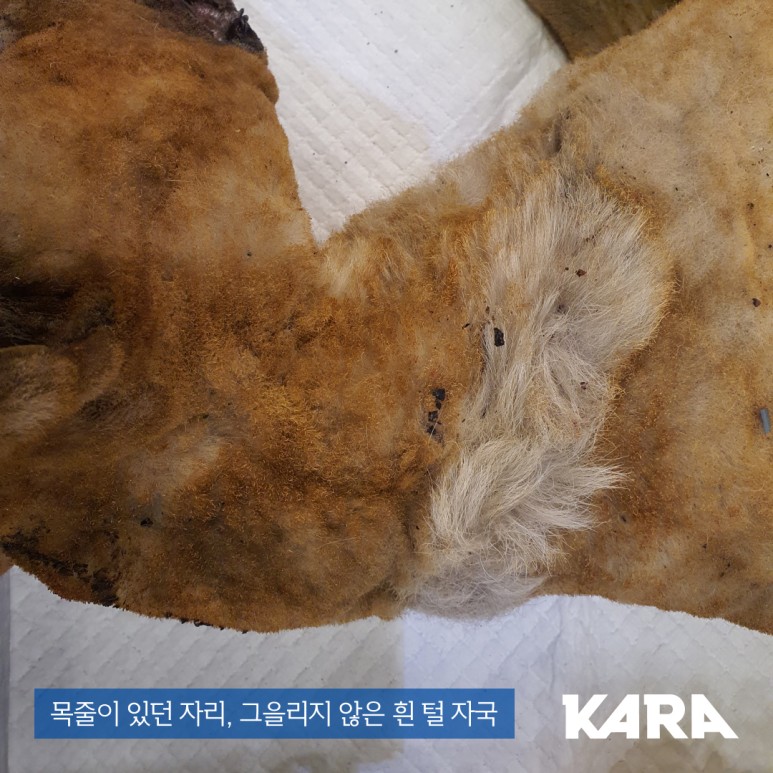 삶 [울진 산불 동물구호] 한국 1