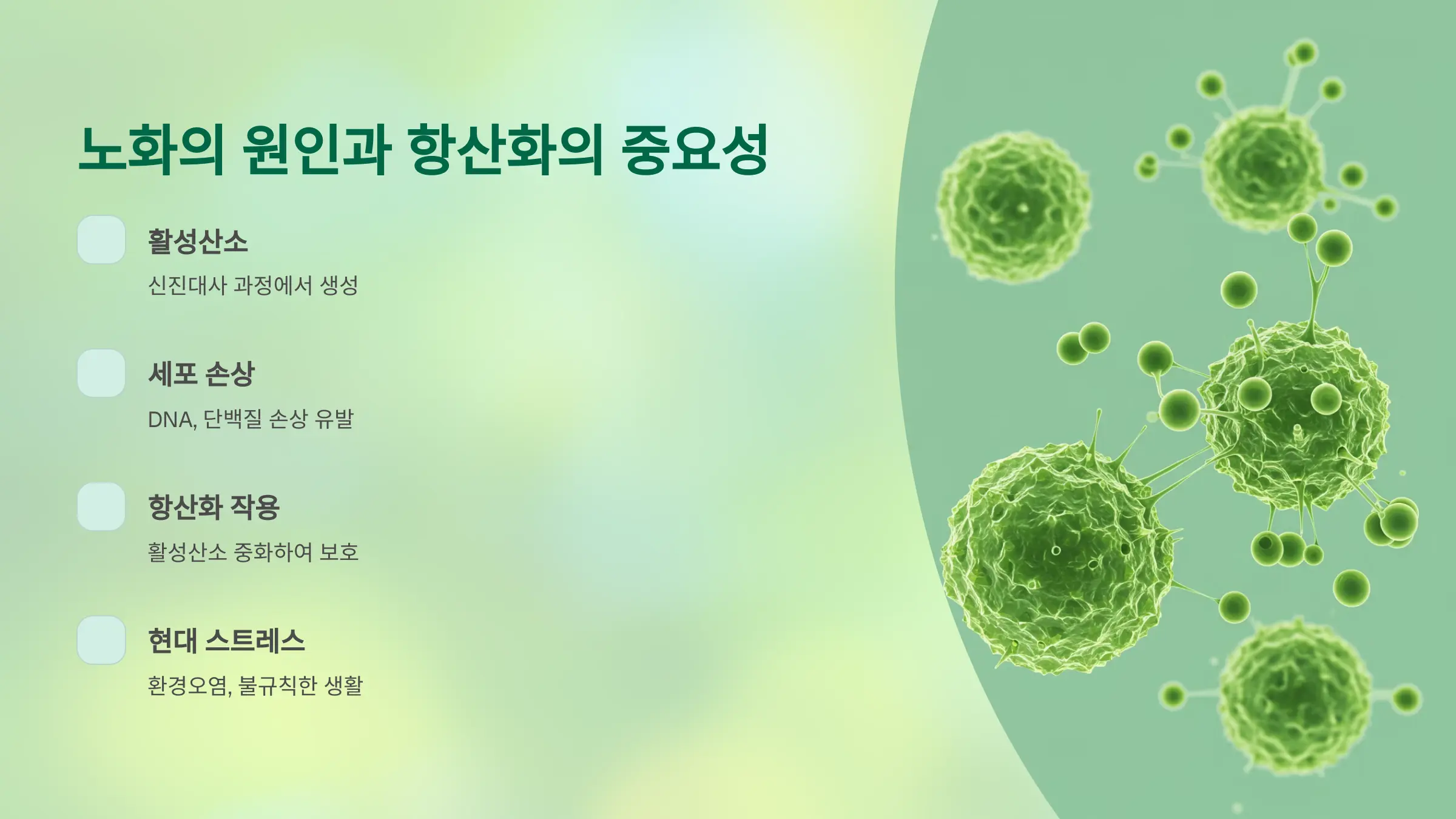 노화의 원인과 항산화의 중요성
