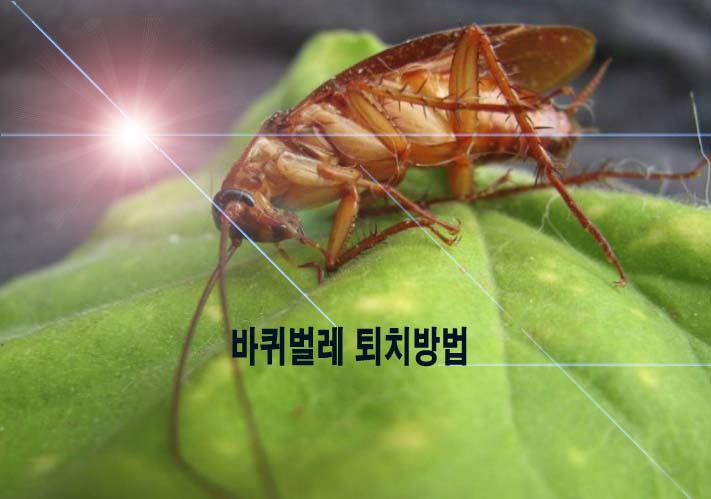  바퀴벌레 퇴치방법