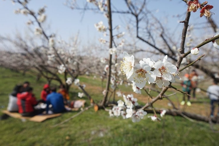 해남 땅끝 매화축제