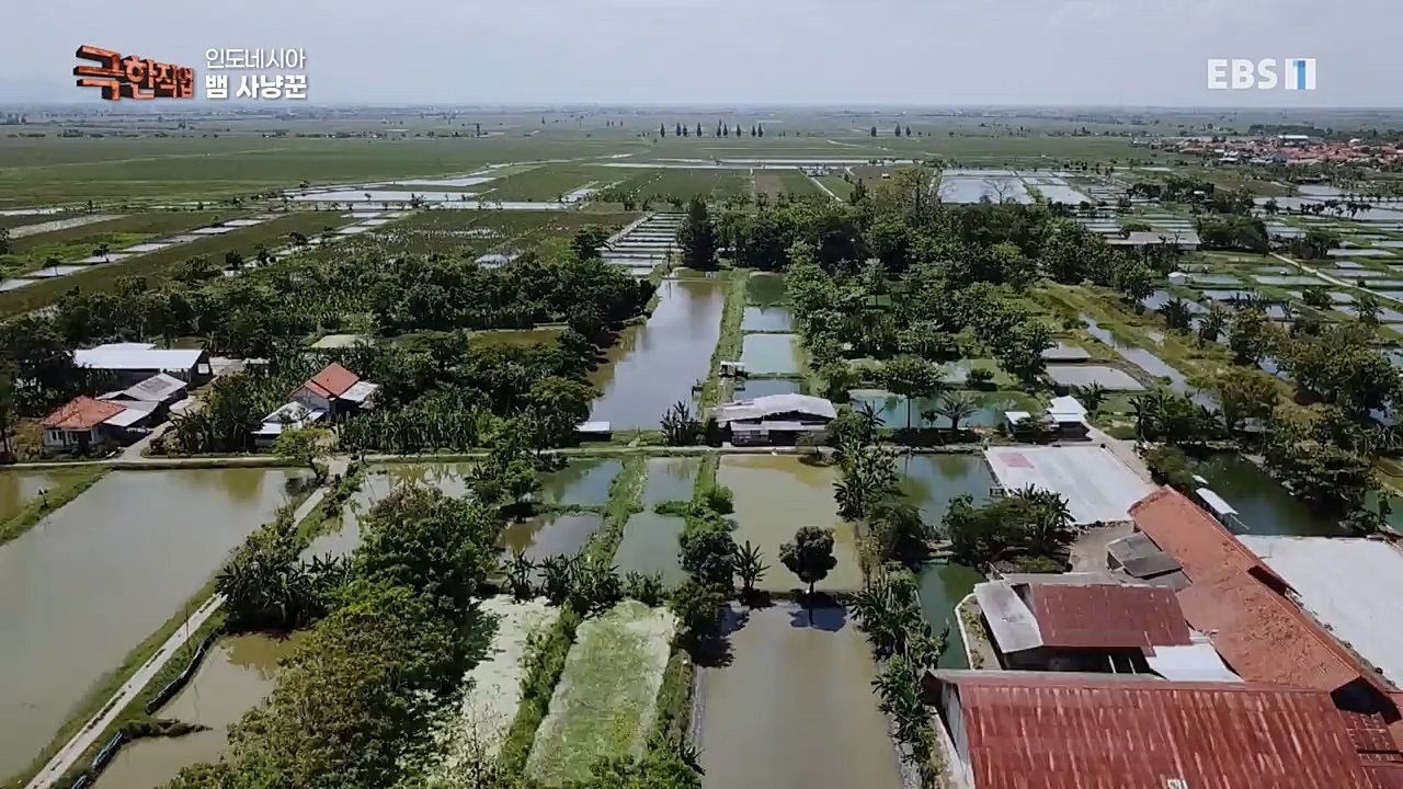 TV - 교육의 중심 EBS인도네시아 뱀사냥꾼.mp4_20221211_181514.430.jpg
