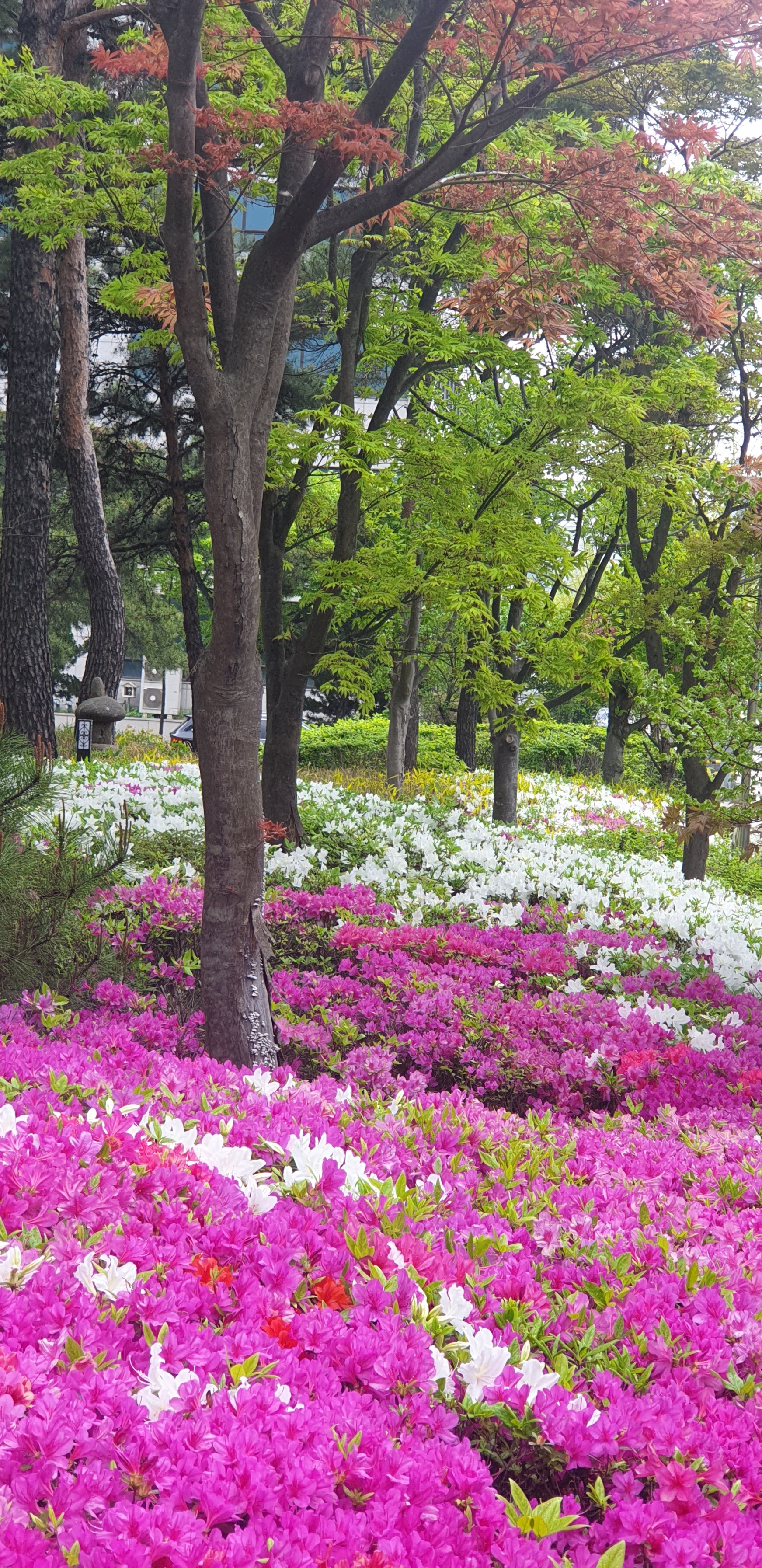  [꽃] 철쭉꽃이 이쁘네요