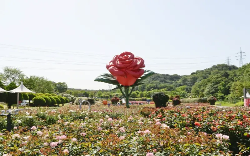 울산대공원 장미축제_12