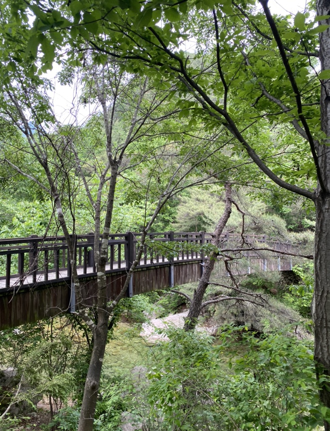 여름산으로 추천하는 괴산 칠보산(778m) 숲속을 거니는 듯 시원해 24