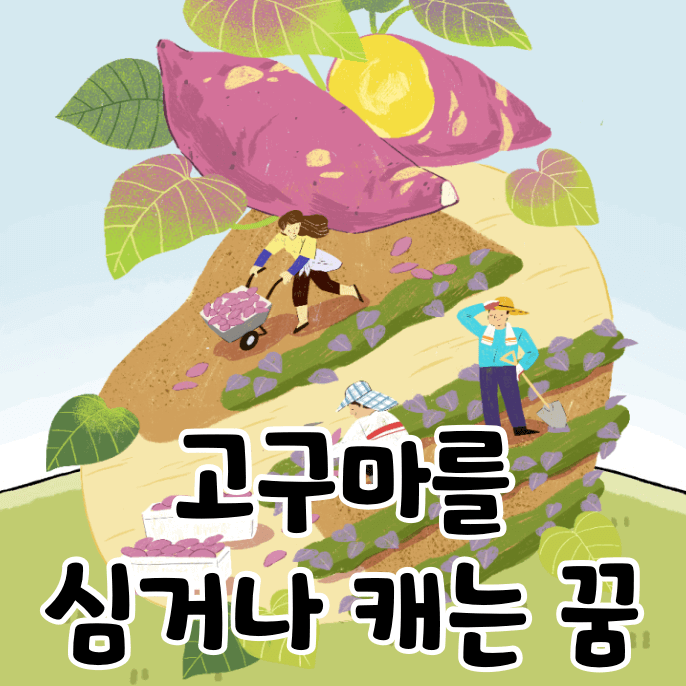 고구마 수확