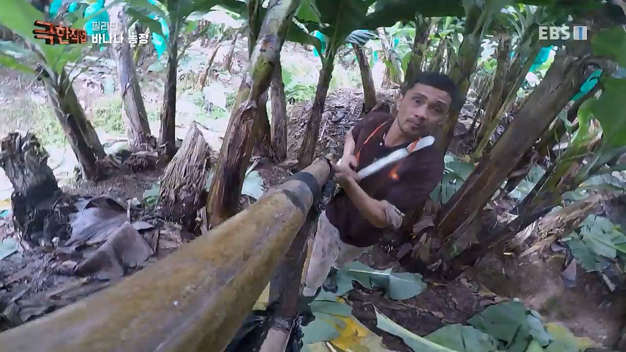 TV - 교육의 중심 EBS필리핀 바나나, 파인애플 농장.mp4_20230302_202859.935.jpg