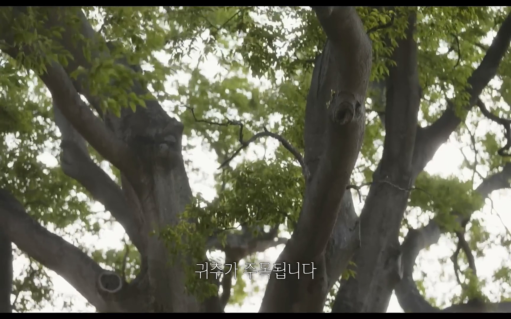 [1~8화] 지금 전세계 8개국에서 시청률 1위 -이상한 변호사 우영우- 한방에 몰아보기.mp4_20220724_164448.618.jpg