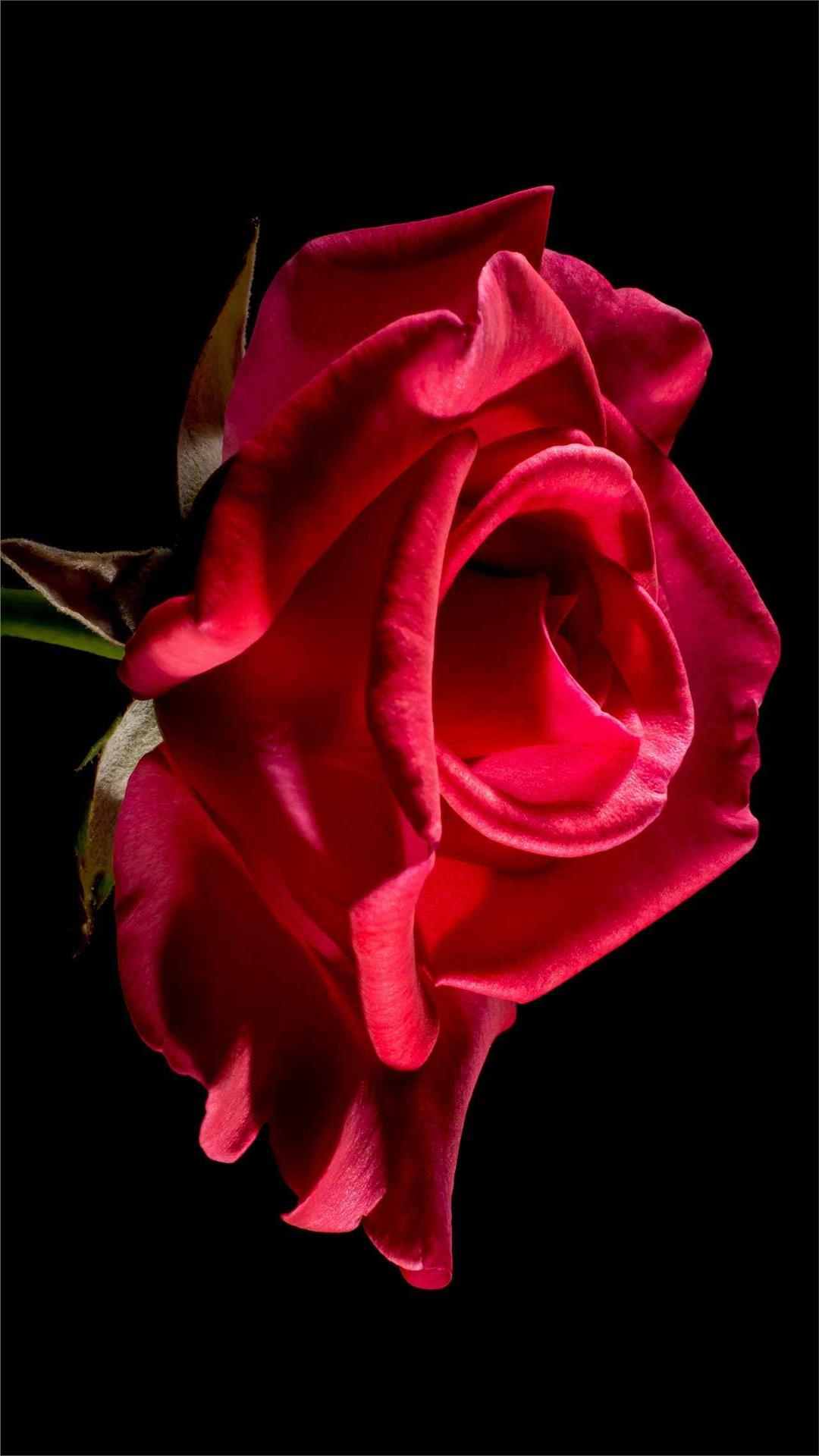 Rose Flower iPhone Wallpaper