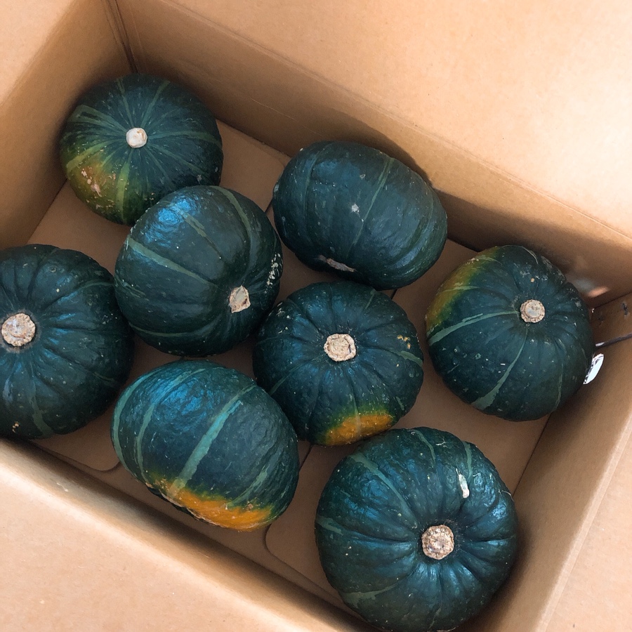 제주도 미니밤카보차로 : 큐브호박샐러드만들기(찜호박) 13