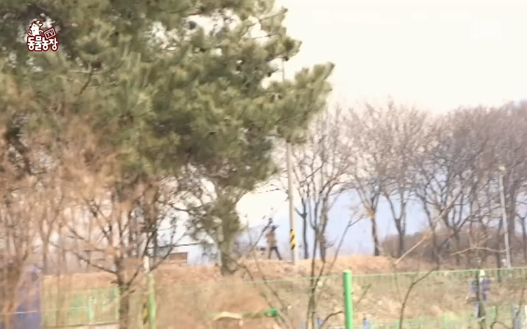 TV 동물농장.E1062.220327p.H264-F1RST.mp4_20220327_174446.685.jpg