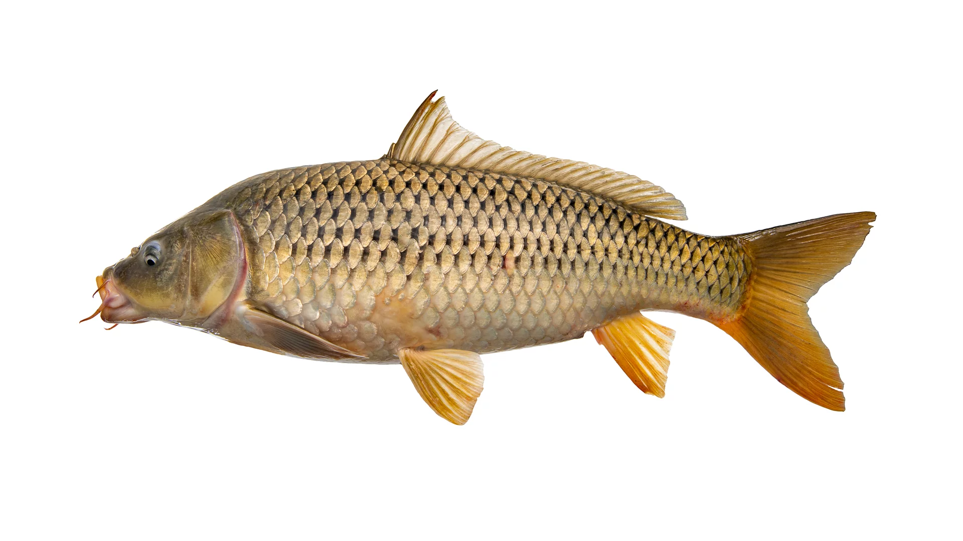 [물고기 백과] 잉어 Cyprinus carpio